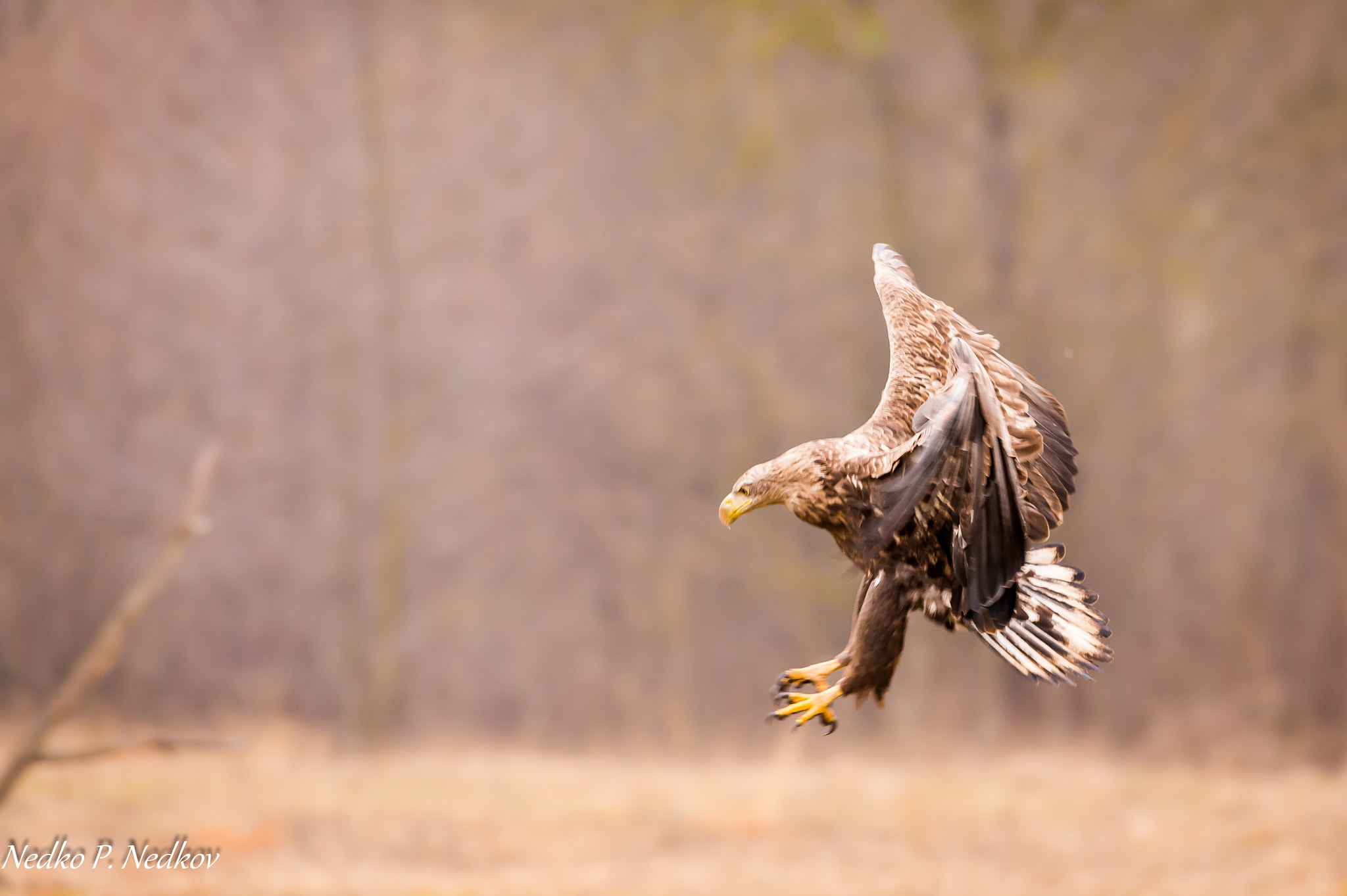 Nikon AF-S Nikkor 200-400mm F4G ED-IF VR sample photo. Landing photography