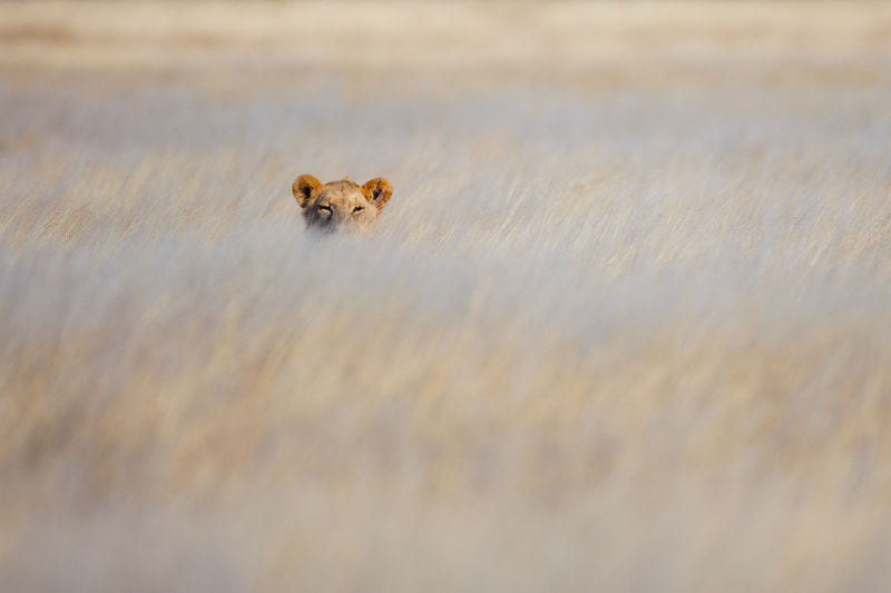 Canon EF 500mm F4L IS USM sample photo. Anime cars games movies wallpaper photography