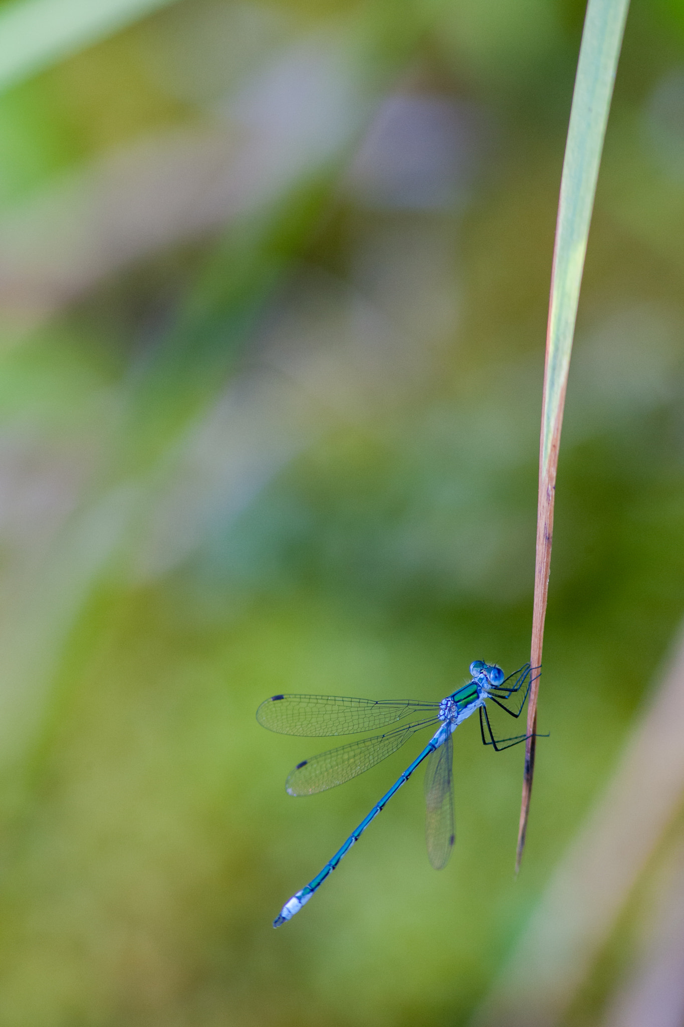 Canon EF 300mm F4L IS USM sample photo. Azurjungfer - dragonfly photography