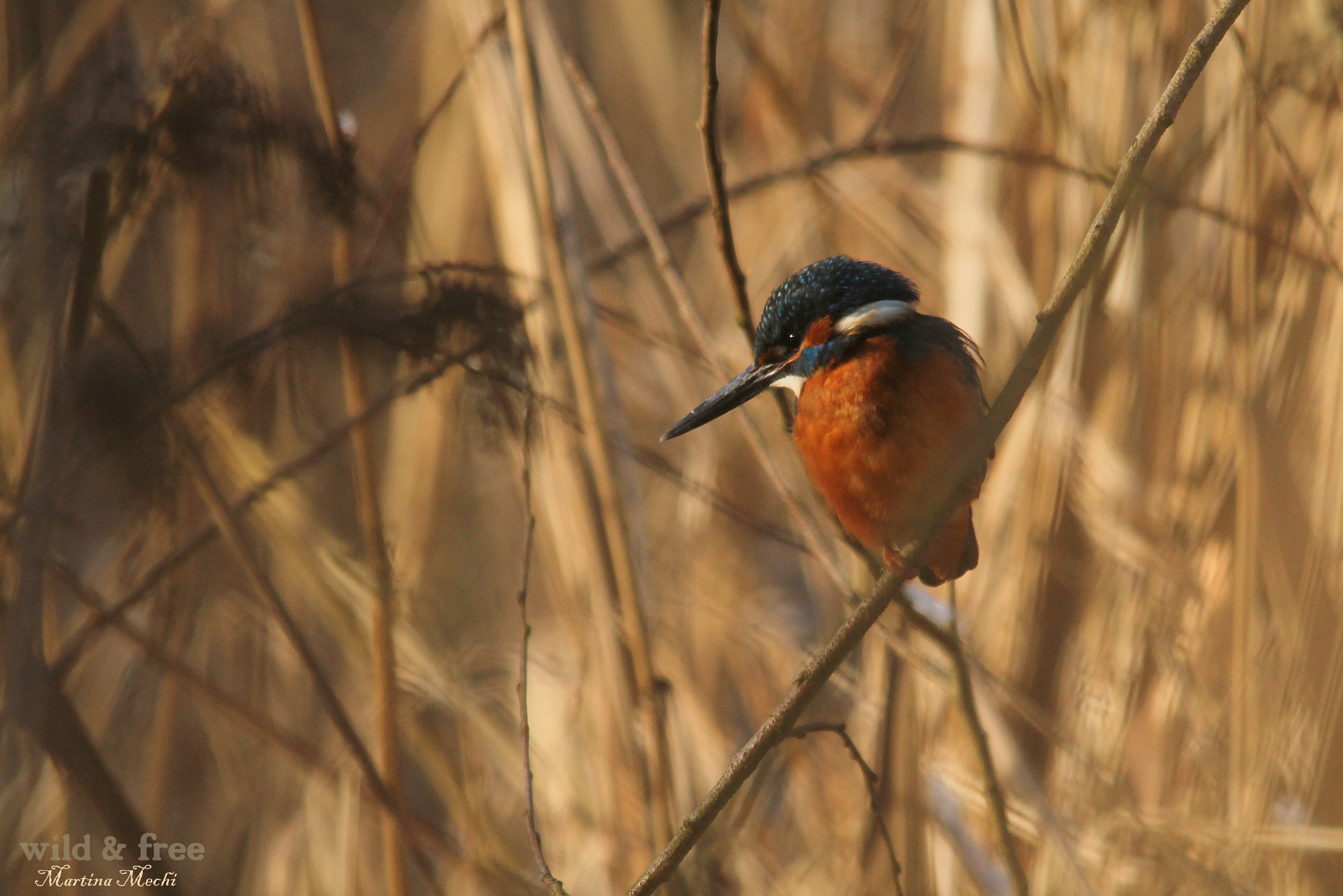 Sigma 150-500mm F5-6.3 DG OS HSM sample photo. *follow you, follow me* photography