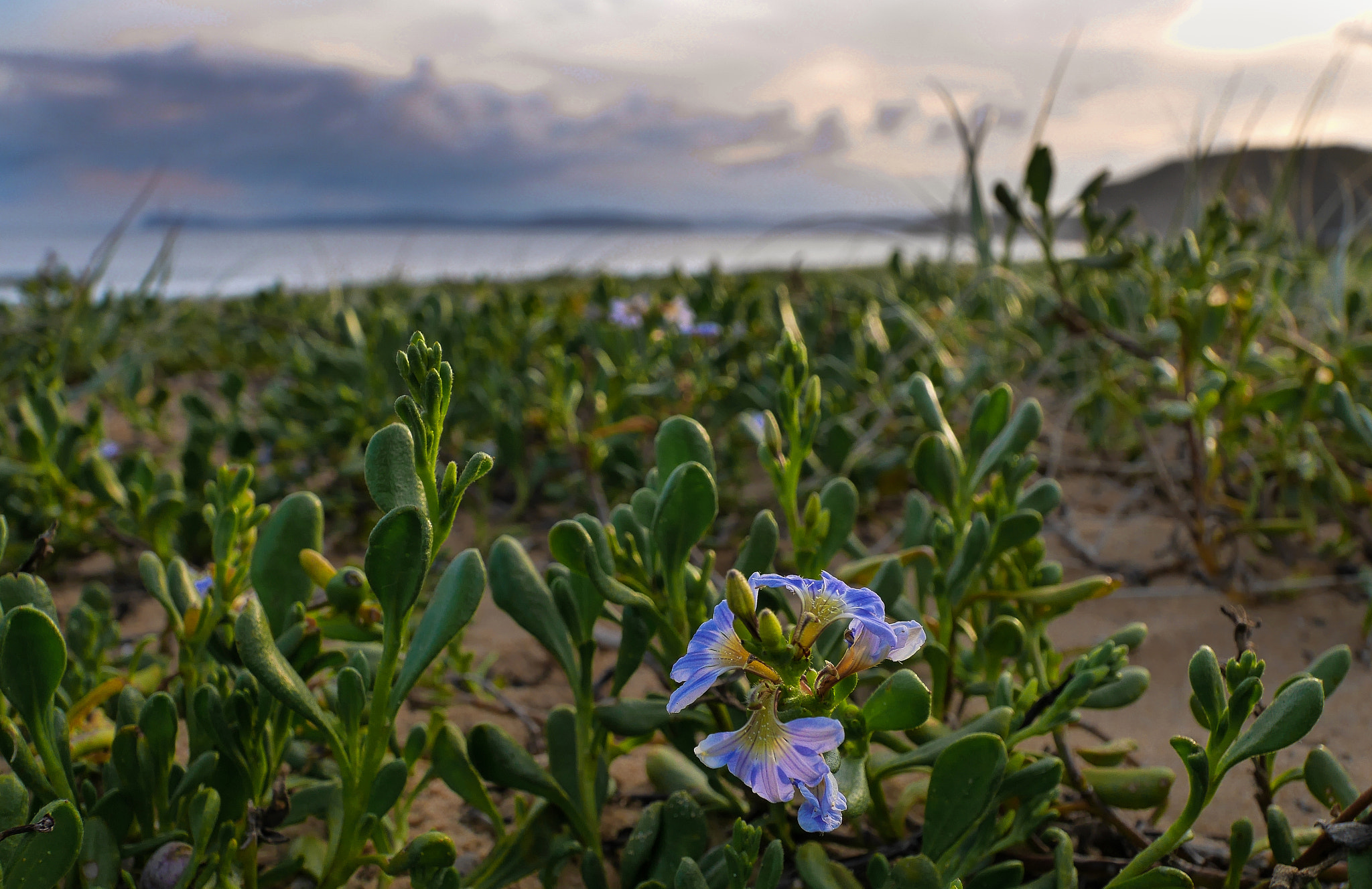 LUMIX G VARIO PZ 14-42/F3.5-5.6 sample photo. Putty beach photography
