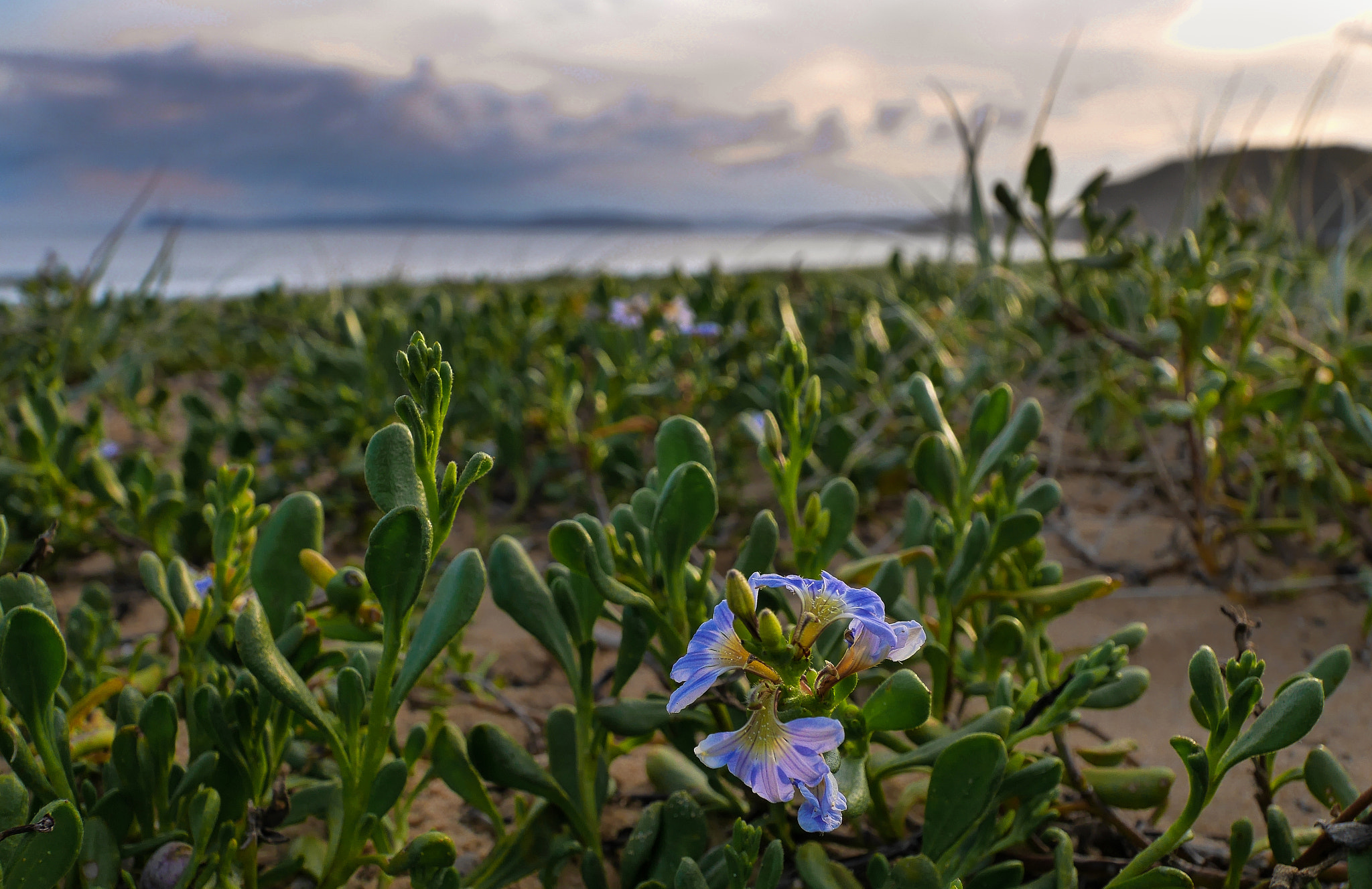 Panasonic Lumix DMC-GX7 + LUMIX G VARIO PZ 14-42/F3.5-5.6 sample photo. Putty beach photography