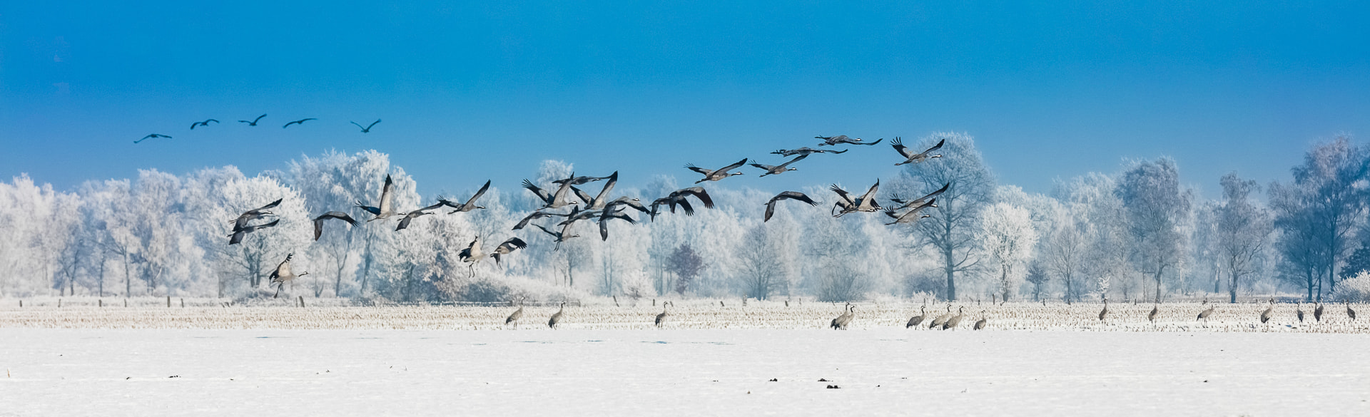 Canon EF 70-200mm F2.8L IS II USM sample photo. Cranes in oppenwehe photography
