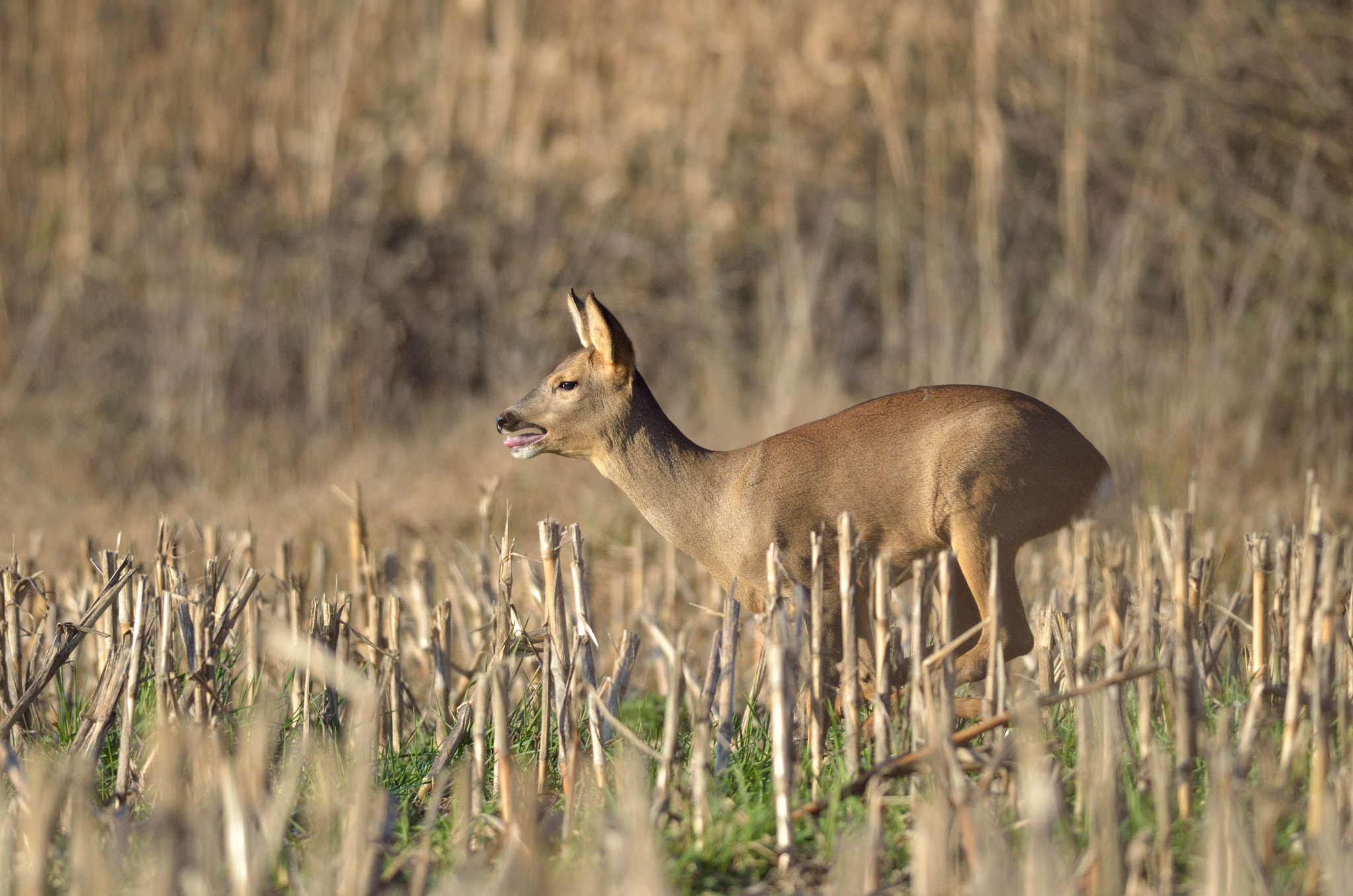 Nikon D5100 + Nikon AF-S Nikkor 300mm F4D ED-IF sample photo. En cavale photography