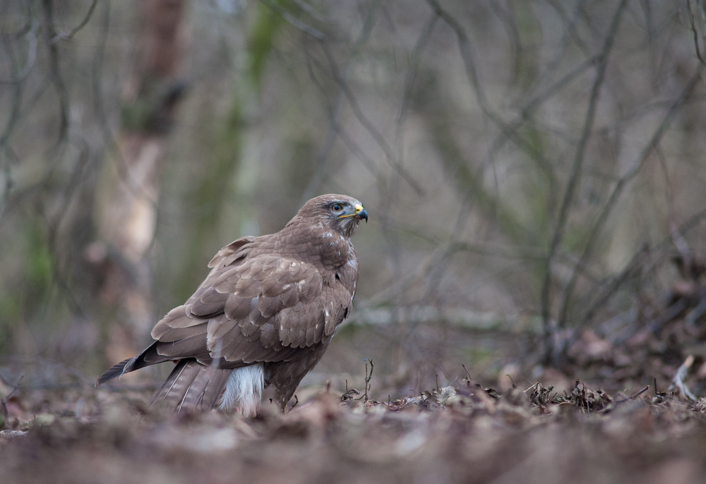 Nikon D700 + AF Nikkor 300mm f/4 IF-ED sample photo. Buteo photography