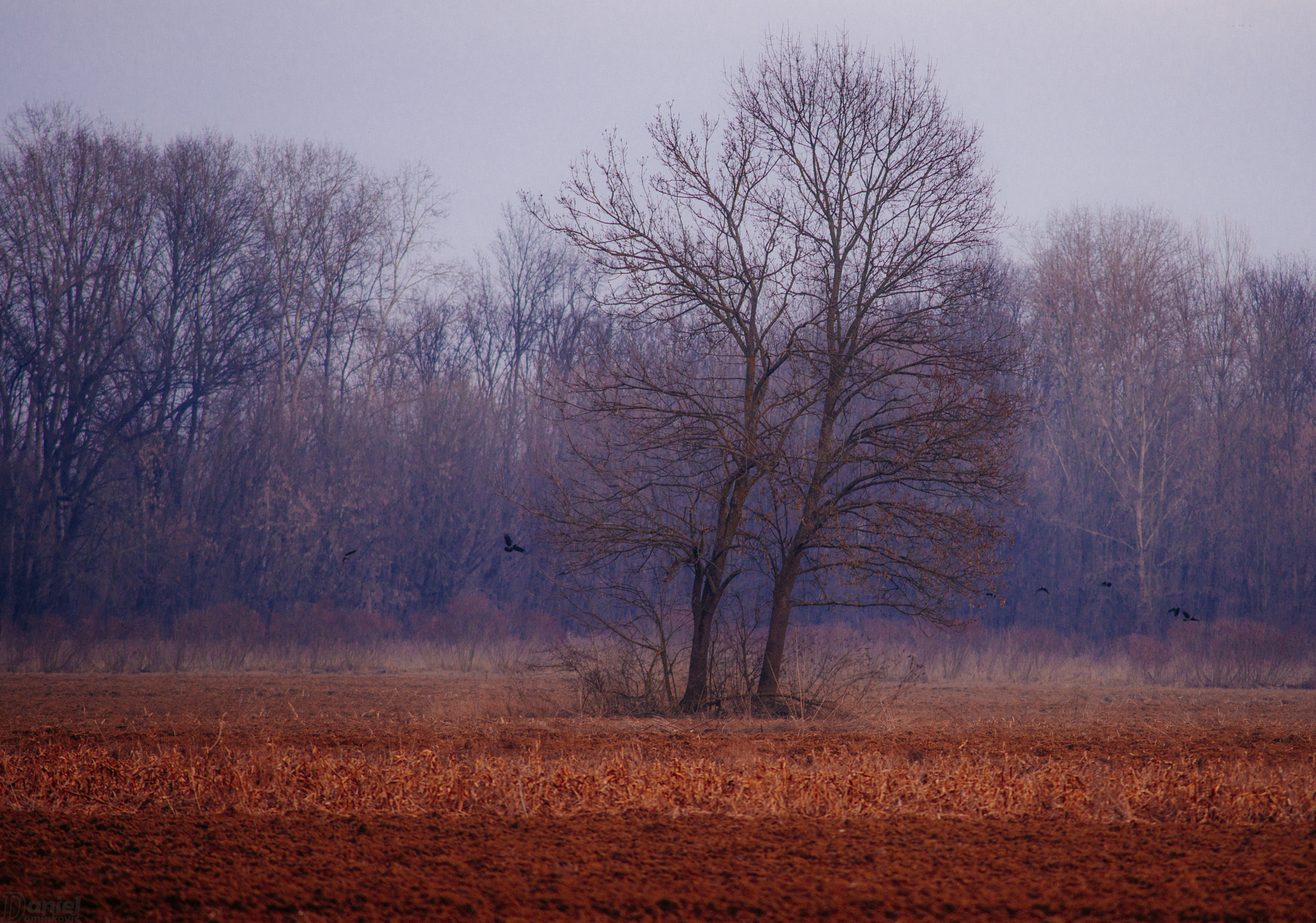 AF Nikkor 300mm f/4 IF-ED sample photo. Russell's tree photography