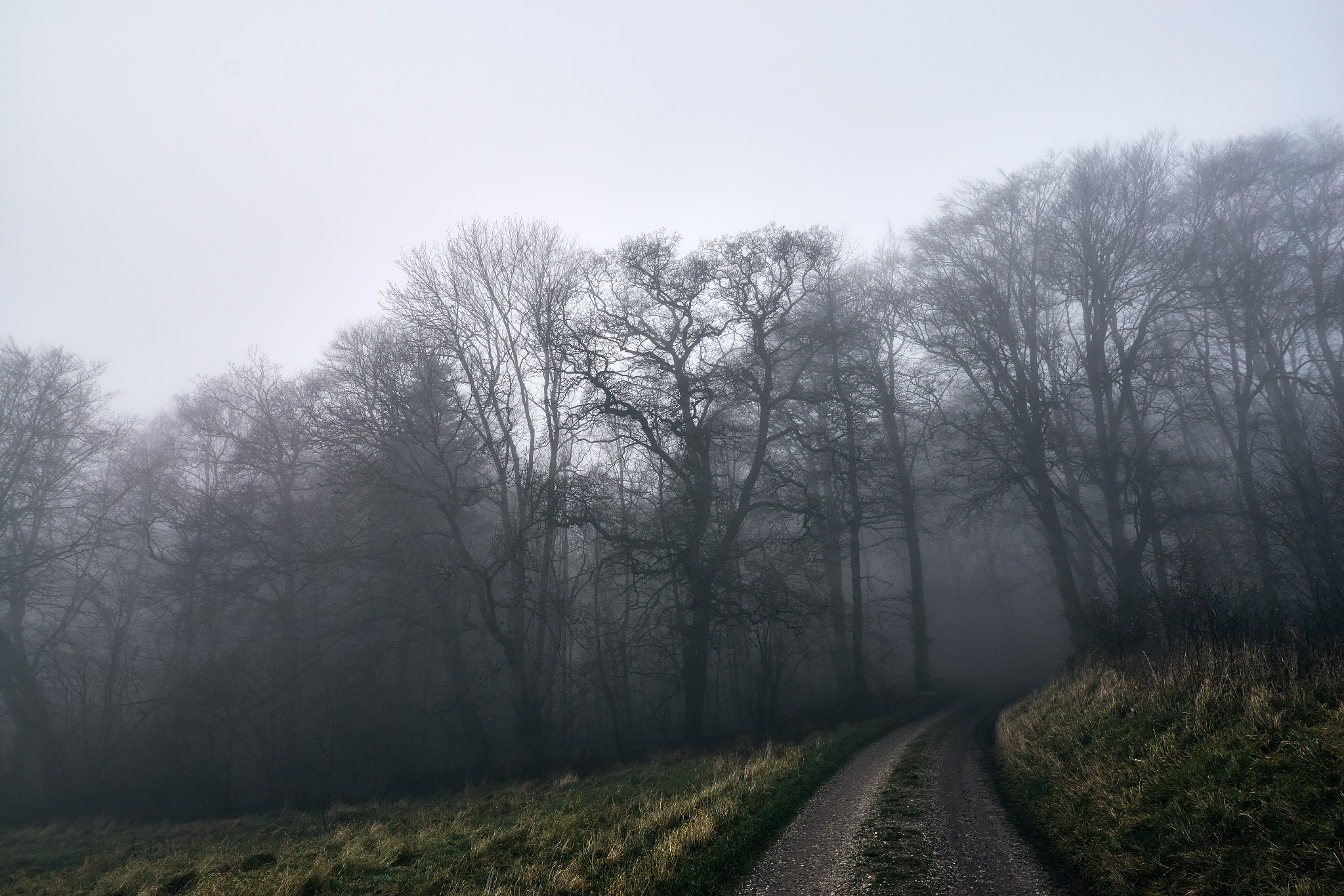 20mm F1.4 sample photo. Fog forest photography