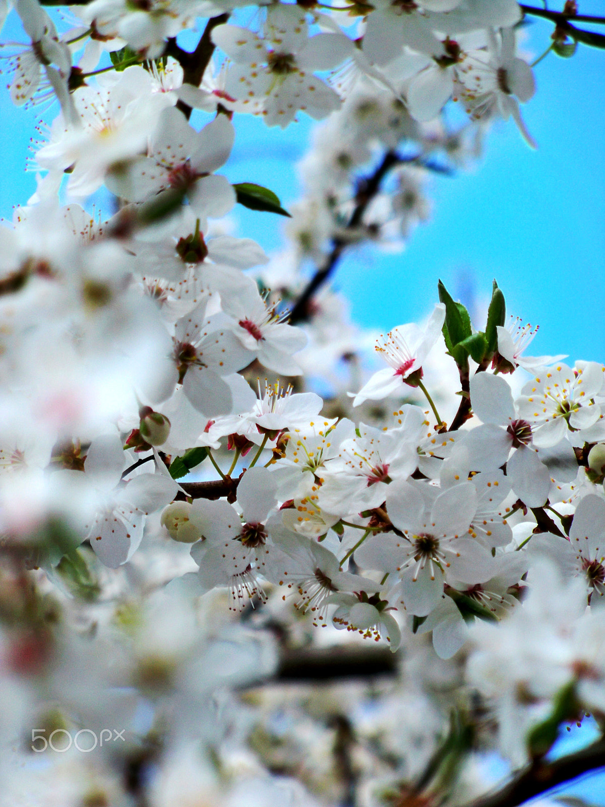 Kodak EASYSHARE Z950 DIGITAL CAMERA sample photo. To burst into blossom photography
