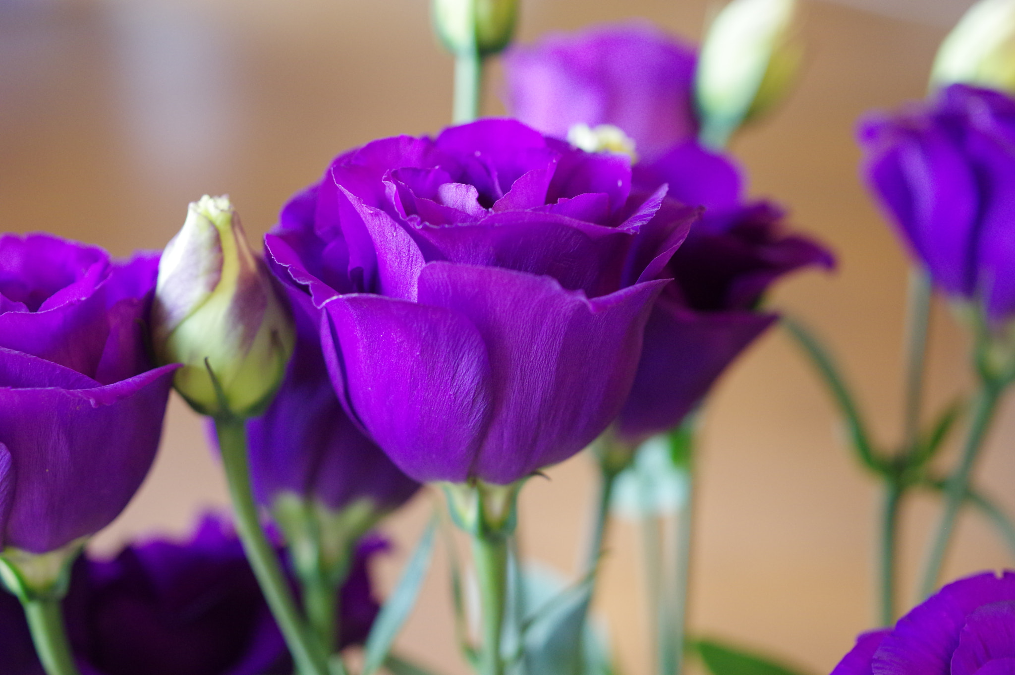 Pentax K-3 + HD Pentax DA 35mm F2.8 Macro Limited sample photo. Purple eustoma photography