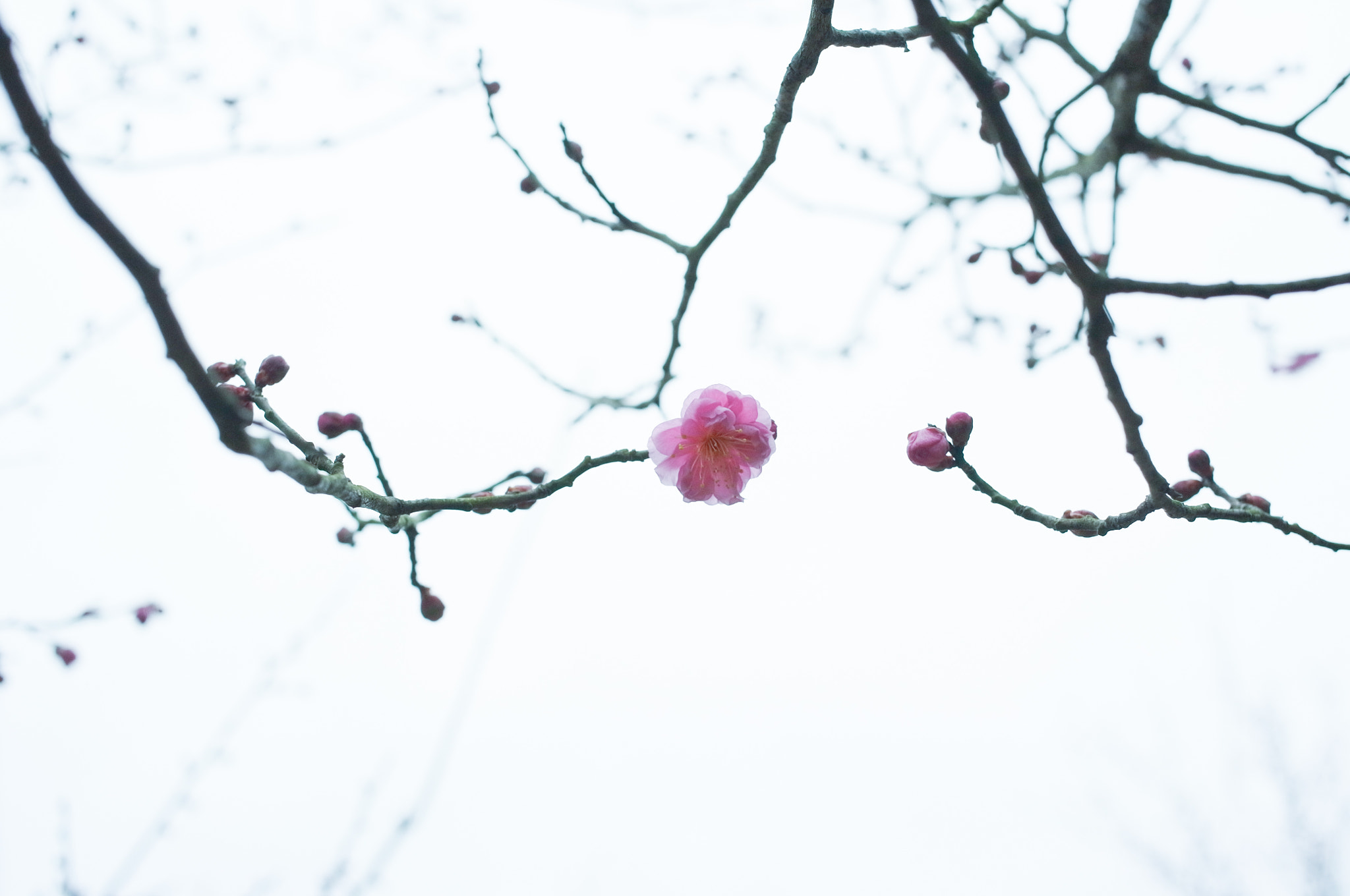 Ricoh GXR A12 + GR Lens A12 50mm F2.5 Macro sample photo. Plum photography