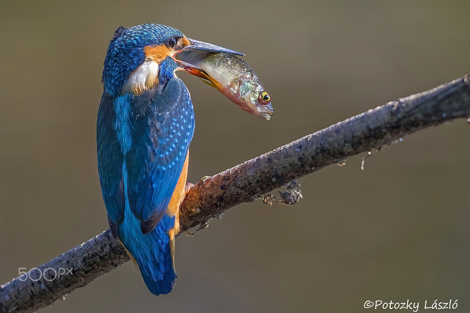 Olympus OM-D E-M1 + OLYMPUS 300mm Lens sample photo. Kingfisher photography