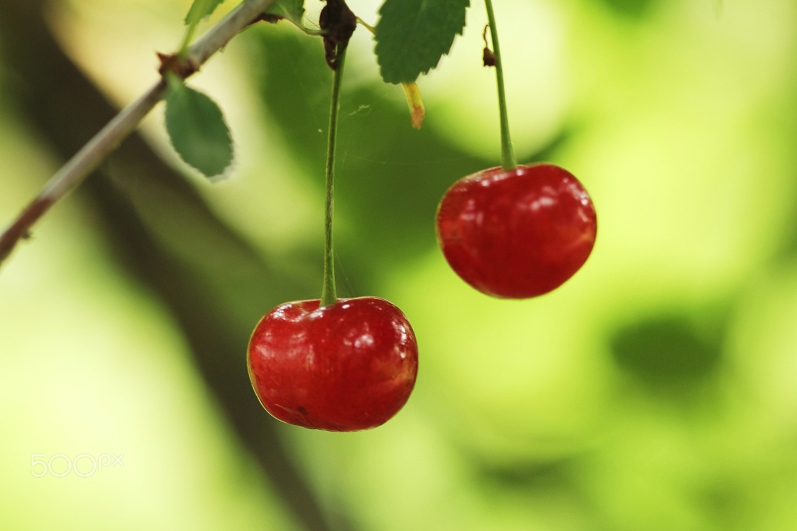 Canon EOS 60D + Canon EF 100mm F2.8 Macro USM sample photo. Two rubies photography