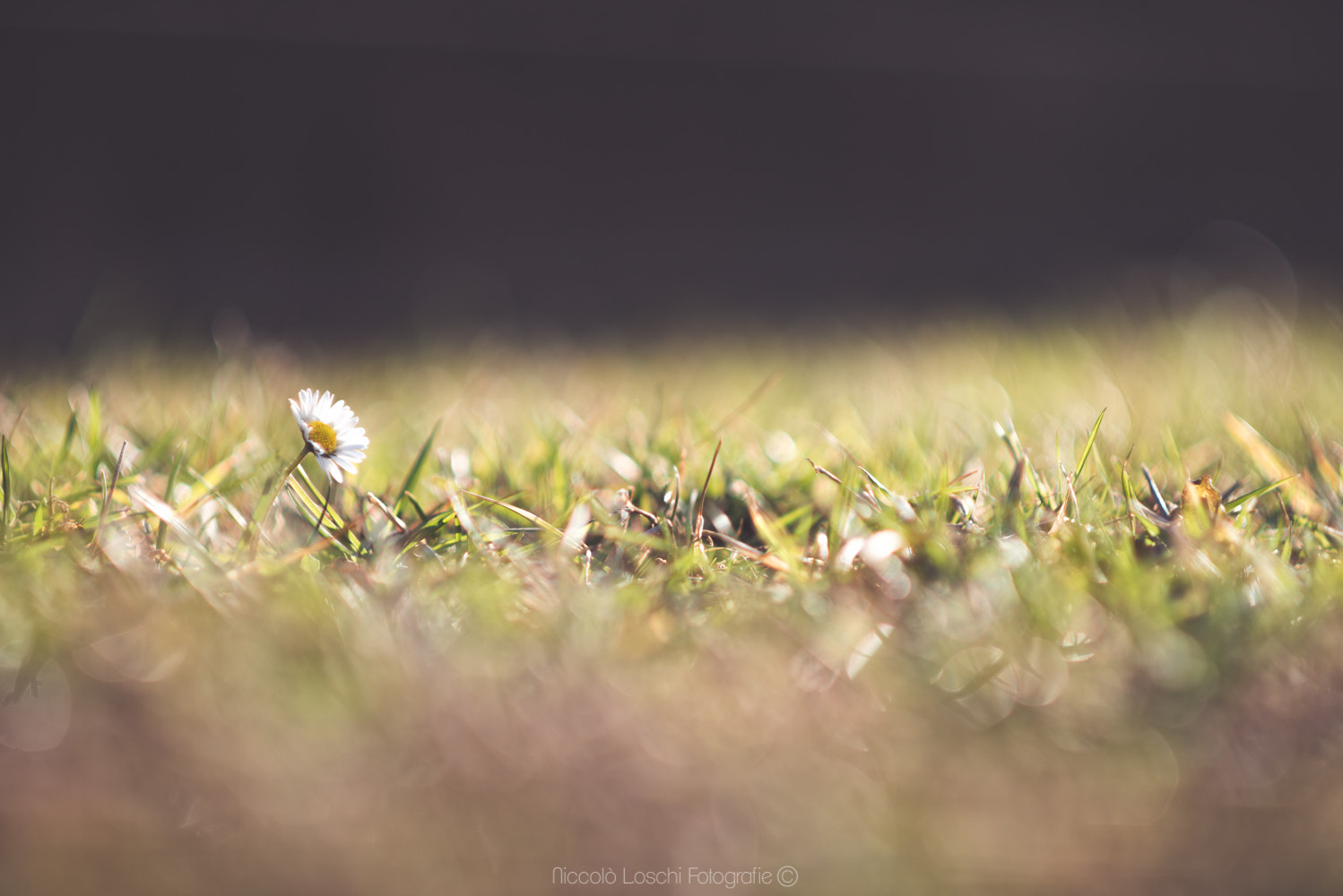 Nikon D800 + AF DC-Nikkor 135mm f/2 sample photo. Lonely daisy photography