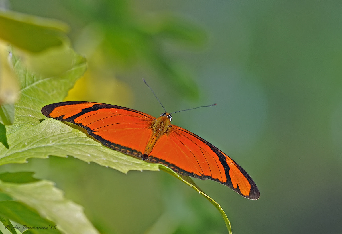 Sigma 150mm F2.8 EX DG OS Macro HSM sample photo. Julia from above photography
