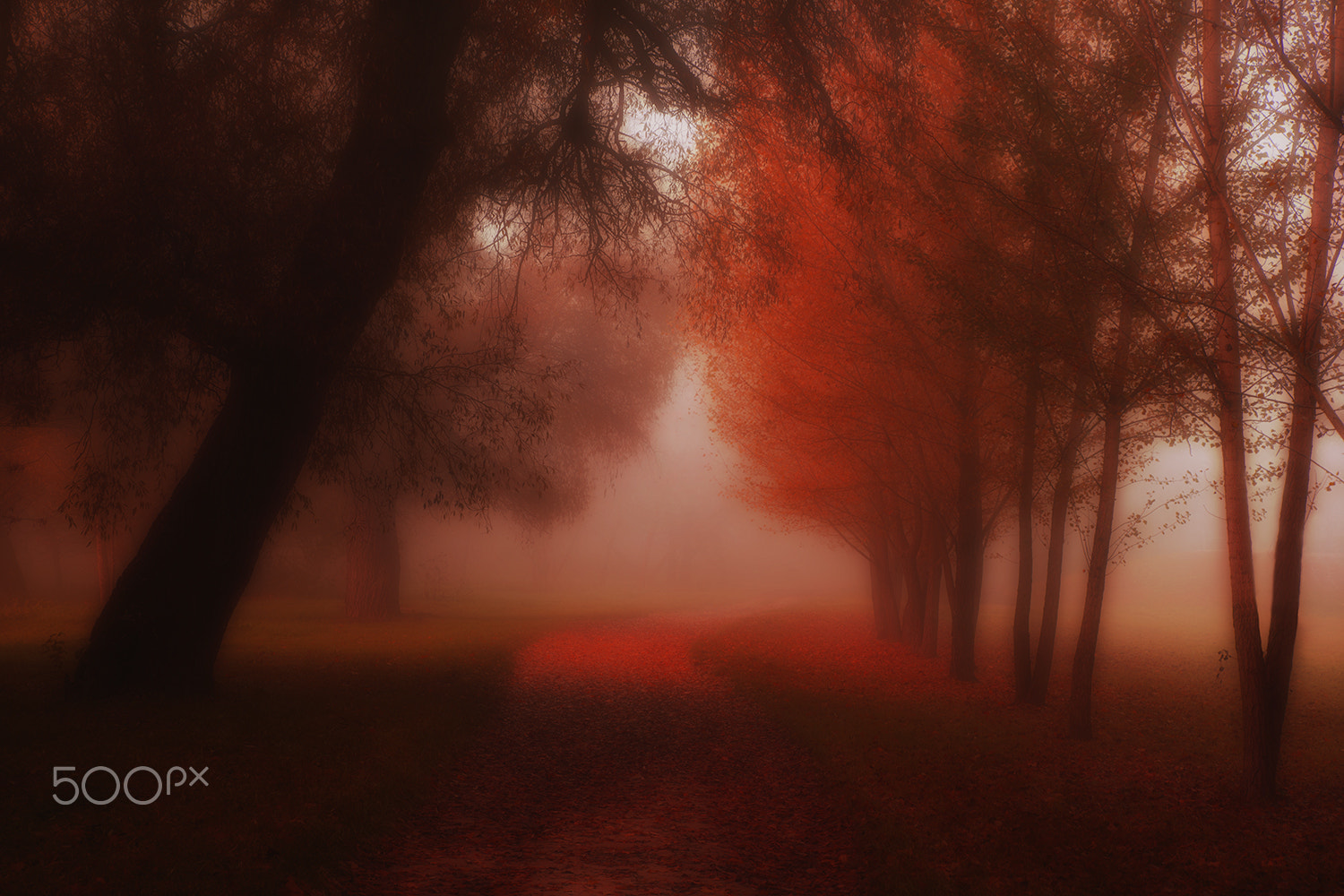 Sony Alpha DSLR-A900 + Tamron SP 24-70mm F2.8 Di VC USD sample photo. Walking in the fog photography