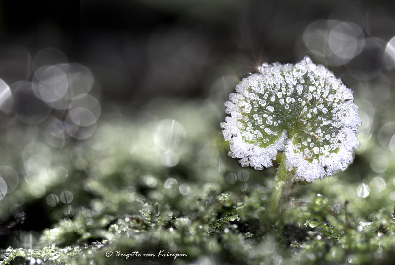 Canon EOS 60D + Canon EF 100mm F2.8 Macro USM sample photo. The art of frost photography