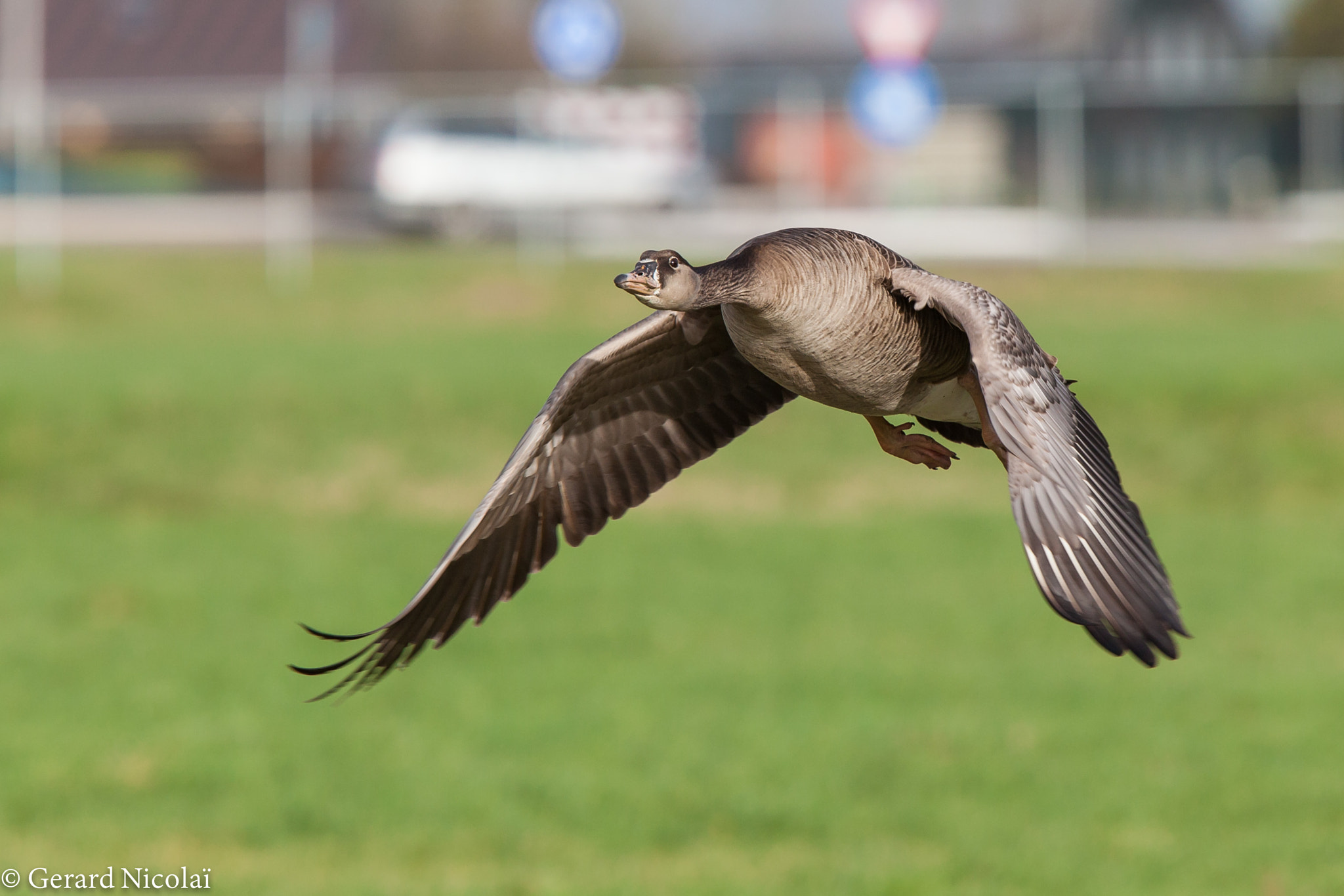 Canon EF 300mm F2.8L IS USM sample photo. Goose made a flyby photography