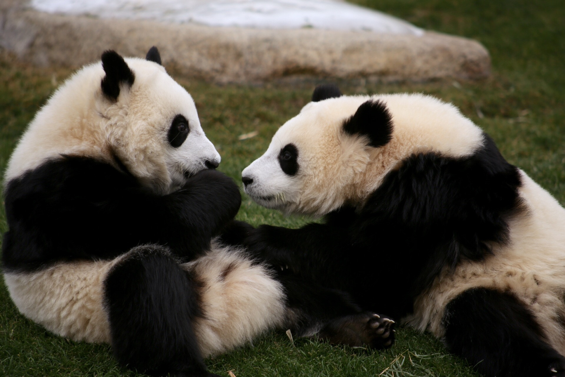 Canon EF 100-300mm F4.5-5.6 USM sample photo. Twin giant pandas photography