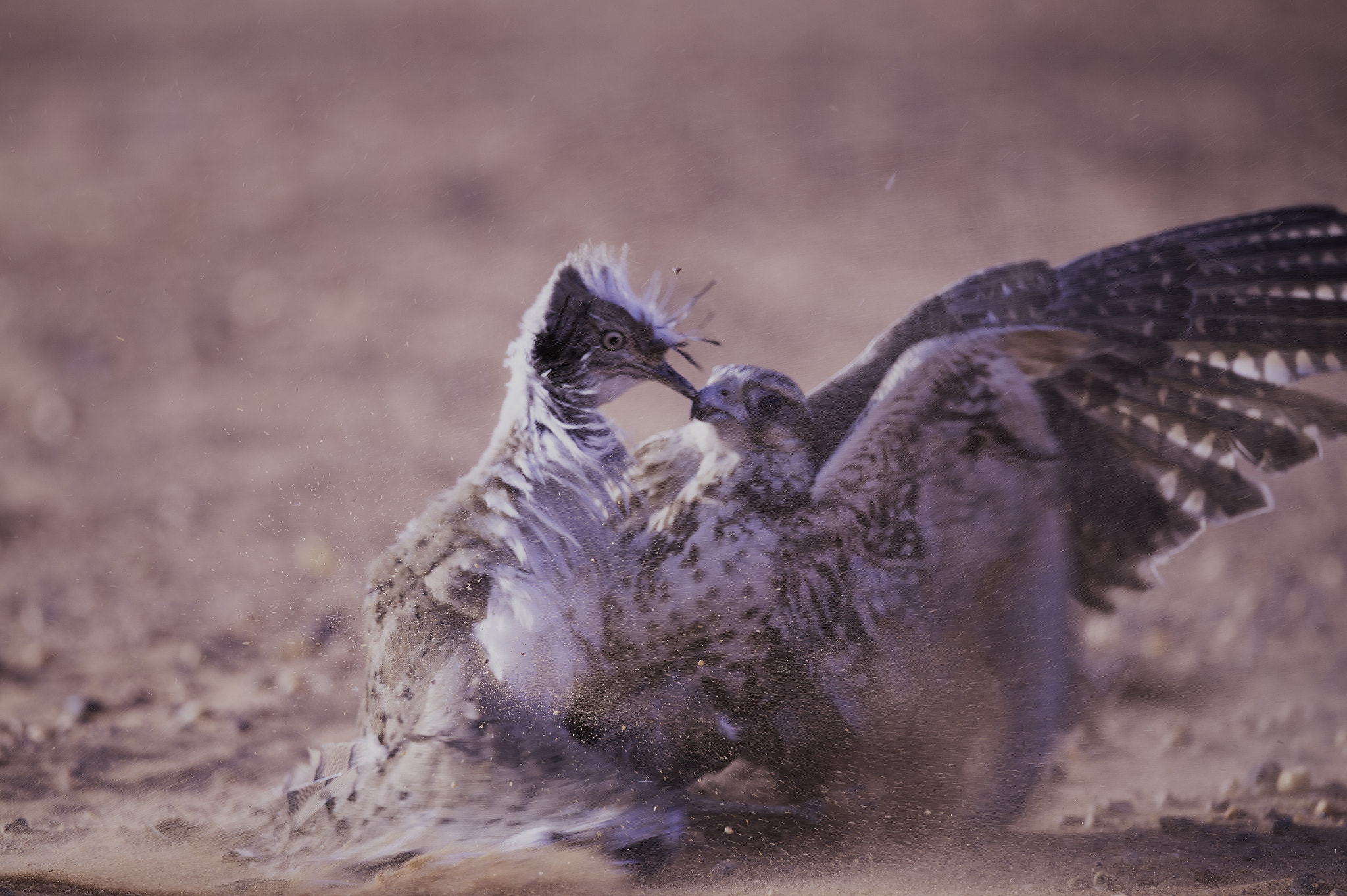 Nikon D4 + Sigma 24-60mm F2.8 EX DG sample photo. Fight photography