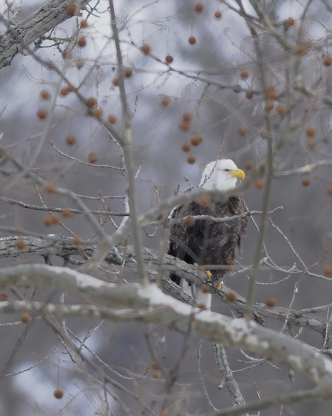 AF-S Nikkor 400mm f/2.8D IF-ED sample photo. Eagle photography