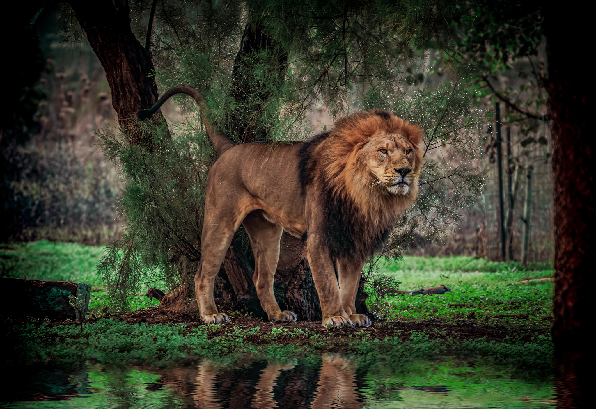 Canon EF 70-200mm F4L USM sample photo. Lion photography