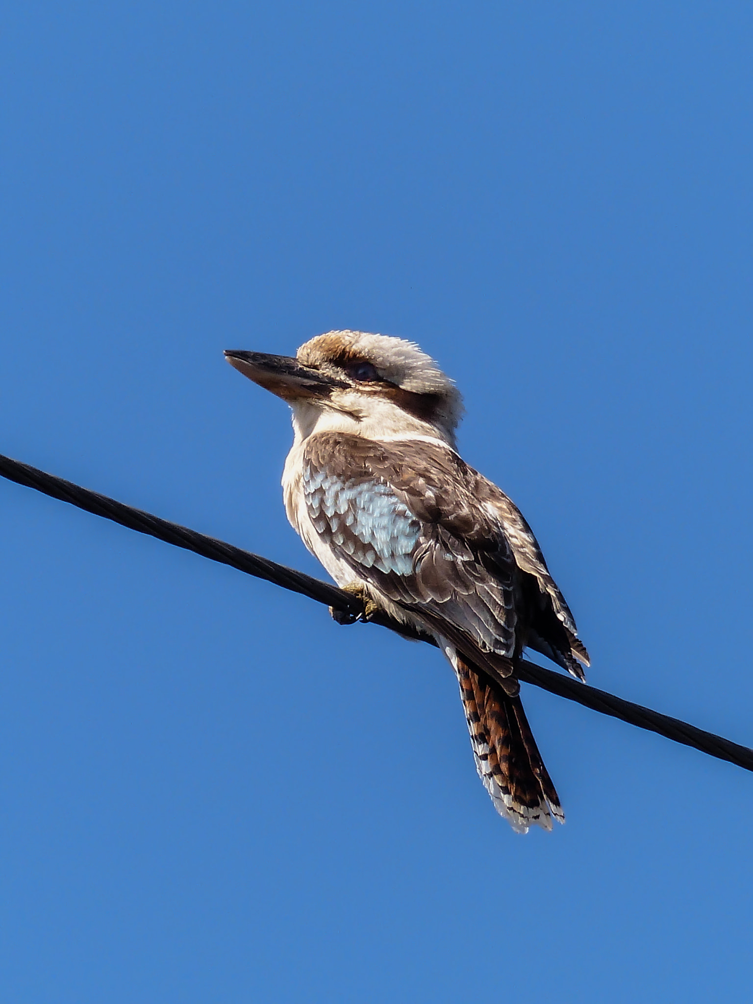 Leica V-Lux 4 sample photo. Kookaburra on a wire photography