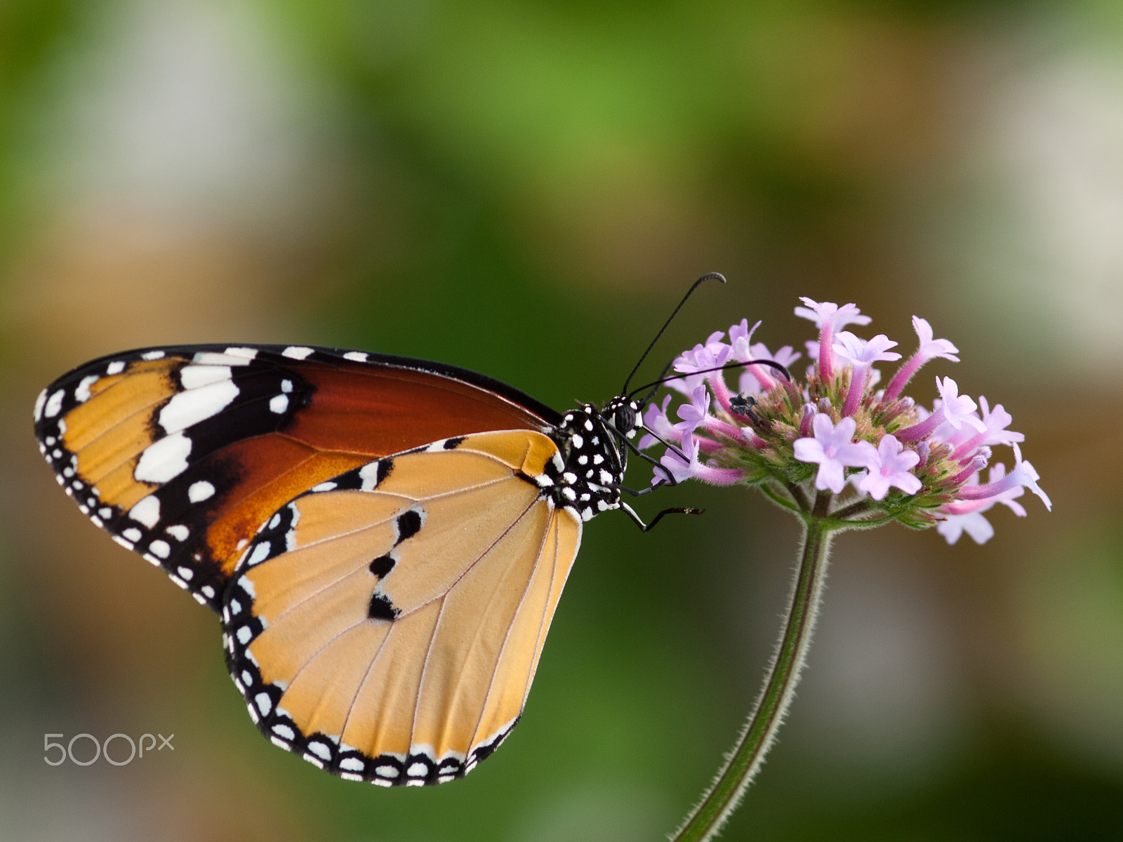 Sigma 105mm F2.8 EX DG Macro sample photo. Papillon sur fleur photography