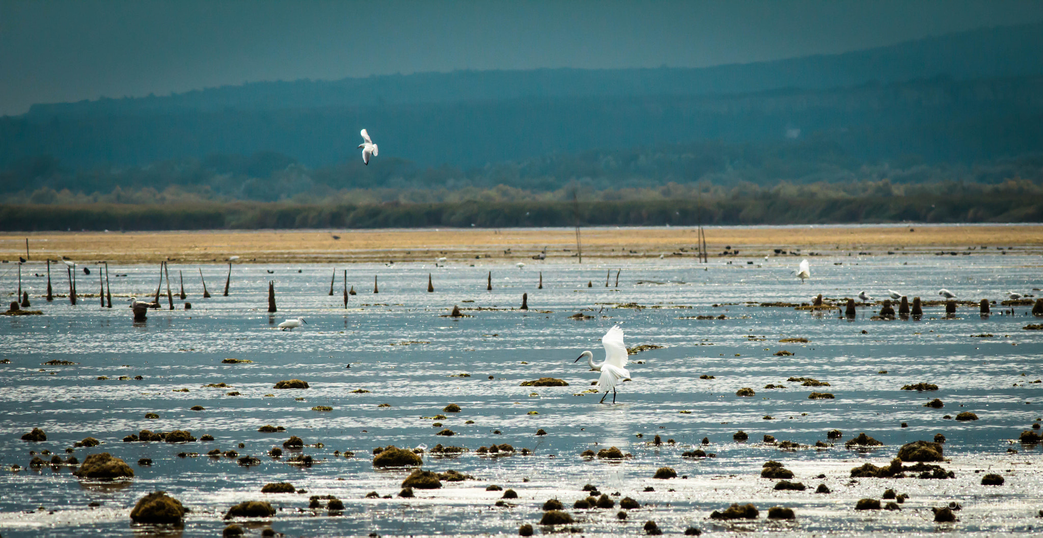 Canon EF 300mm F4L IS USM sample photo. Etang de vendres photography