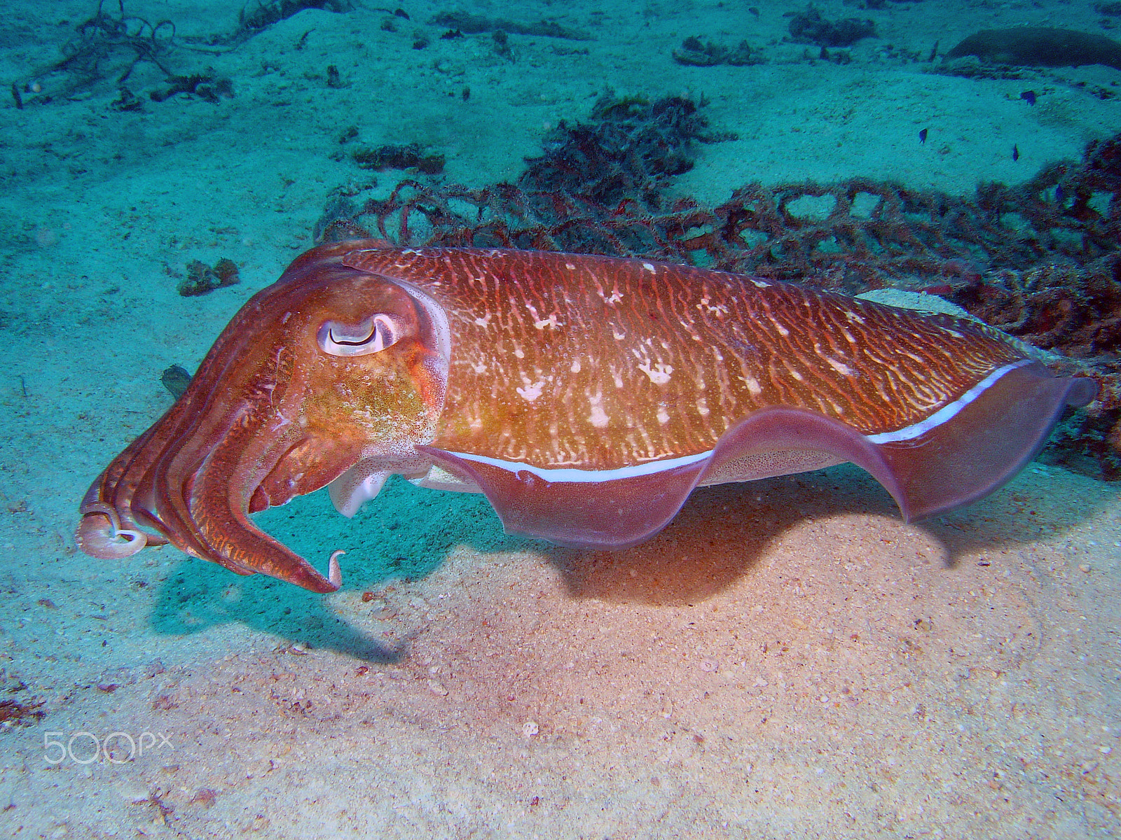 Sony DSC-P150 sample photo. Shark point - phi phi islands scuba dive photography