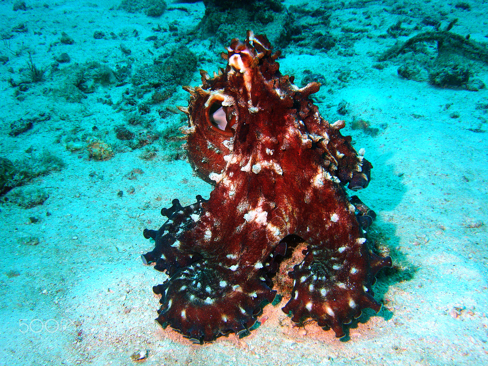 Sony DSC-P150 sample photo. Shark point - phi phi islands scuba dive photography