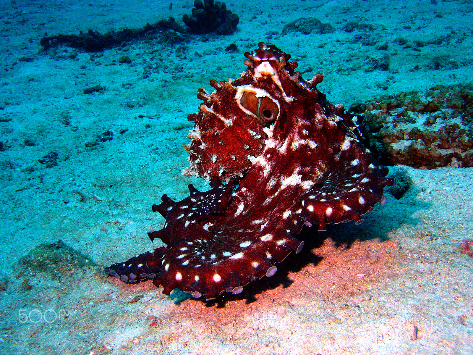 Sony DSC-P150 sample photo. Shark point - phi phi islands scuba dive photography