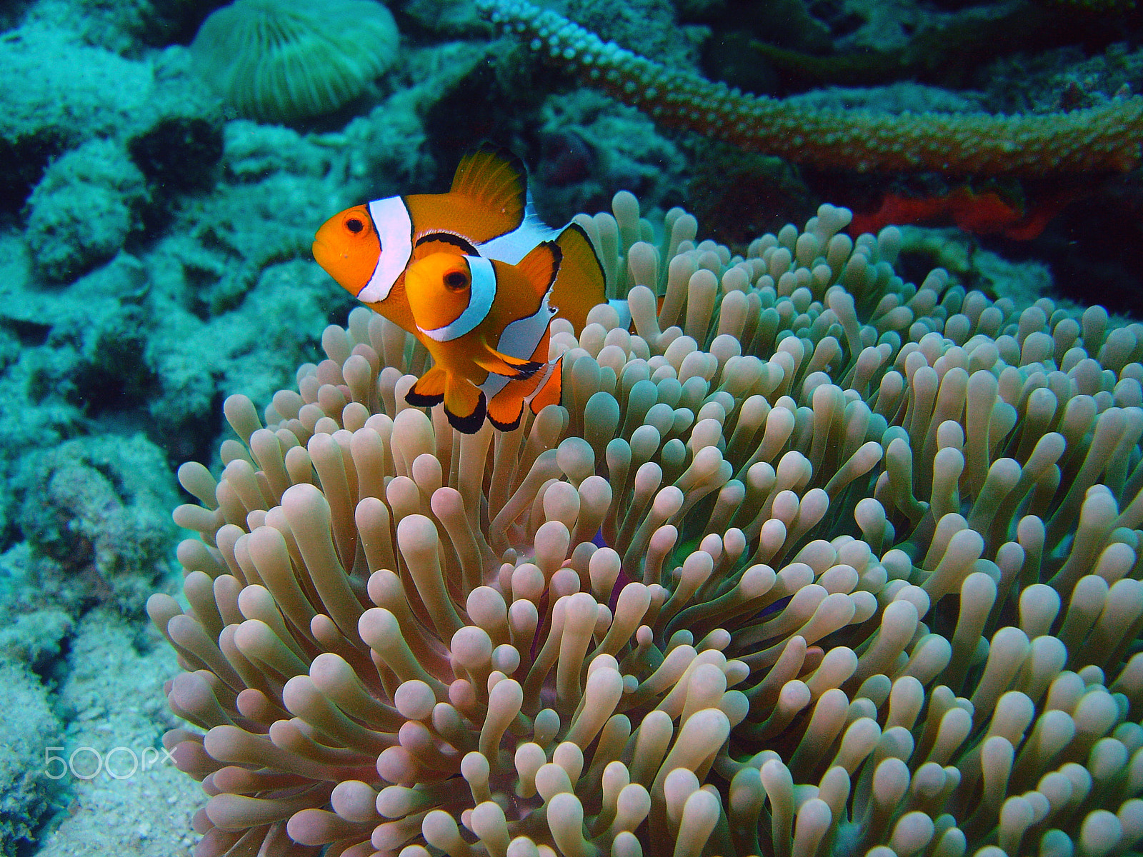 Sony DSC-P150 sample photo. Shark point - phi phi islands scuba dive photography