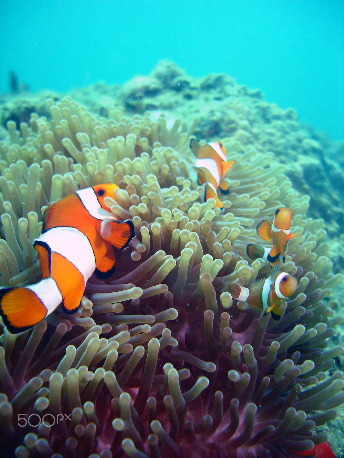 Sony DSC-P150 sample photo. Shark point - phi phi islands scuba dive photography