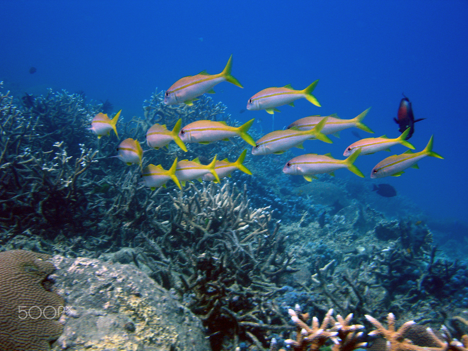 Sony DSC-P150 sample photo. Shark point - phi phi islands scuba dive photography