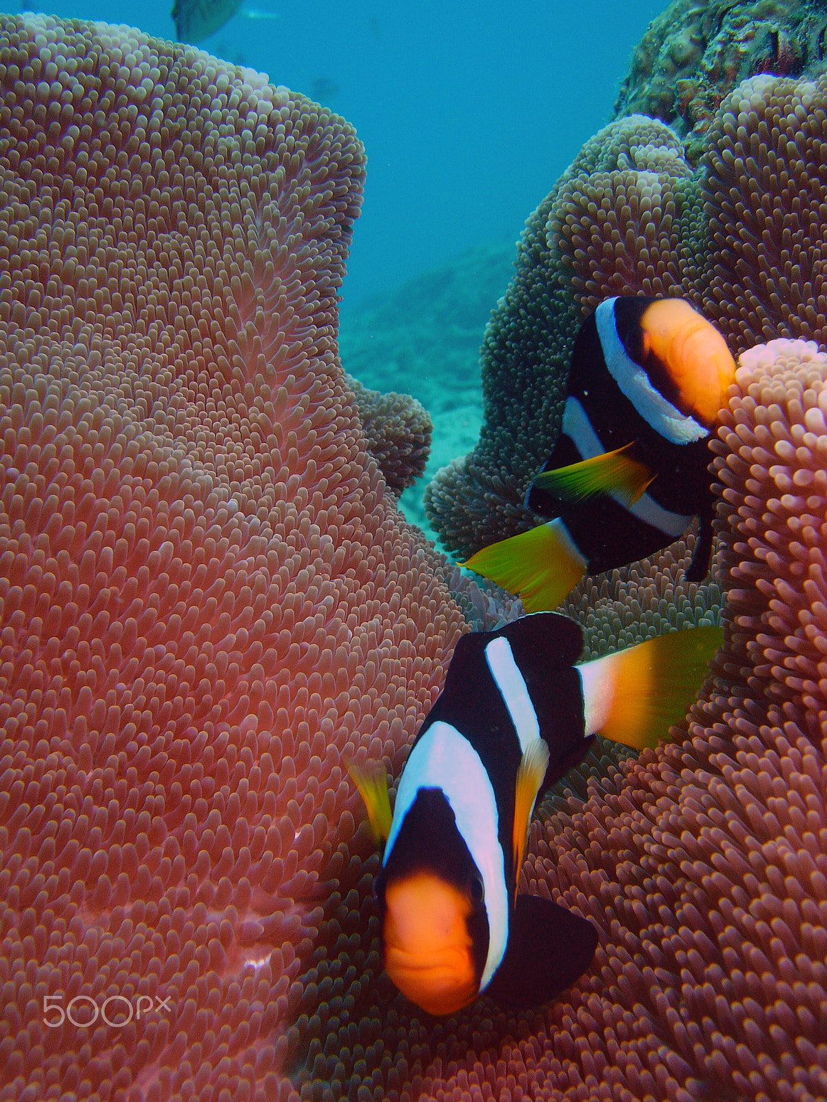 Sony DSC-P150 sample photo. Shark point - phi phi islands scuba dive photography