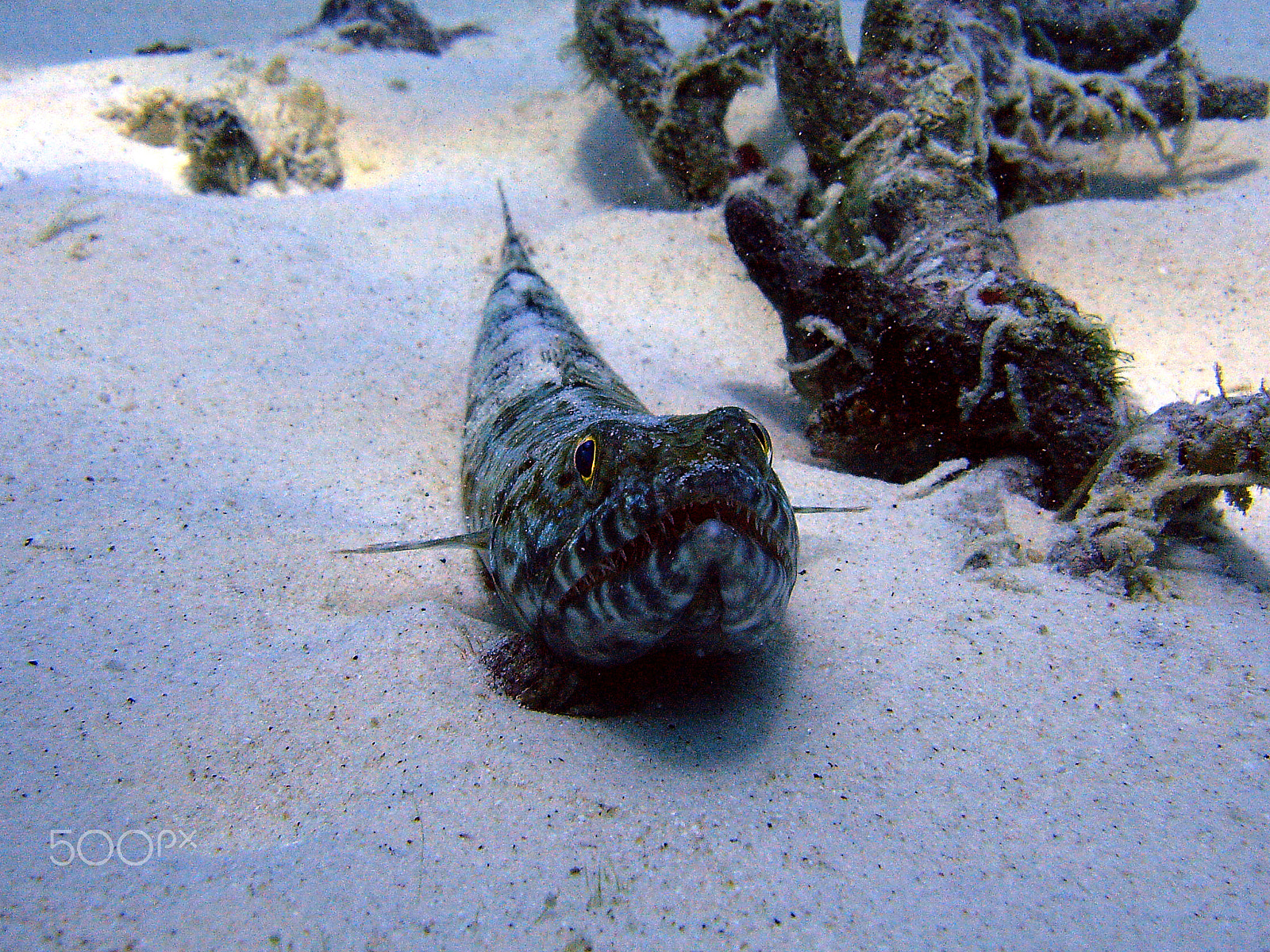 Sony DSC-P150 sample photo. Shark point - phi phi islands scuba dive photography