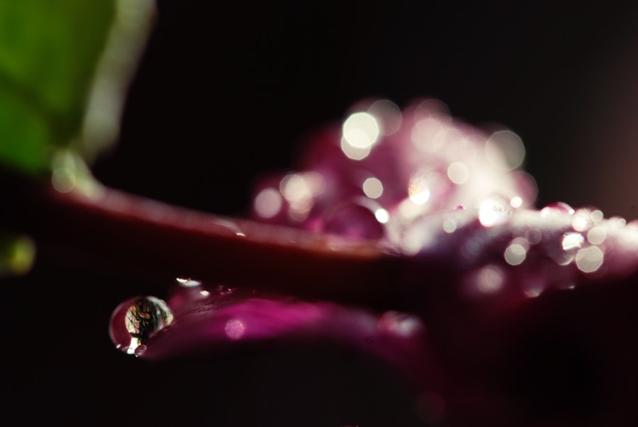 Nikon D80 + Sigma 105mm F2.8 EX DG OS HSM sample photo. The world in a drop of water photography