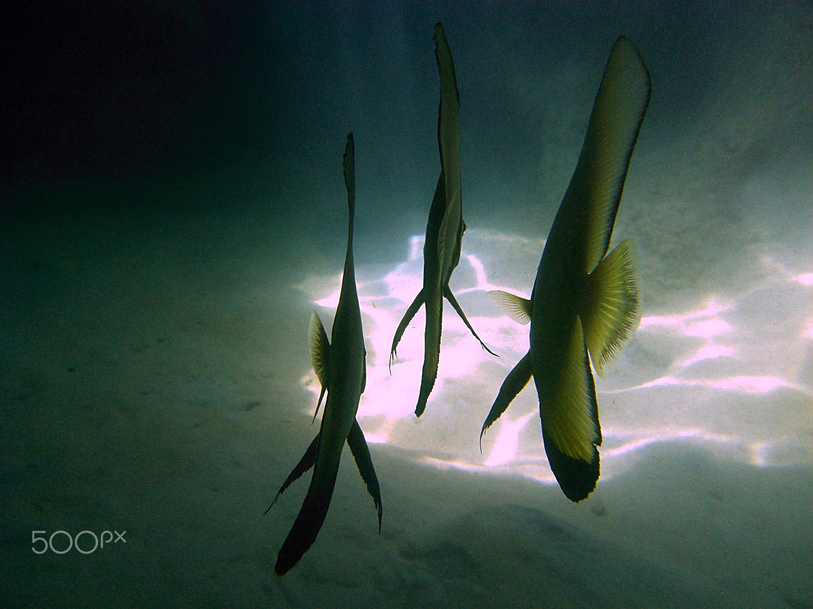 CASIO EX-Z1050 sample photo. Batfishes photography