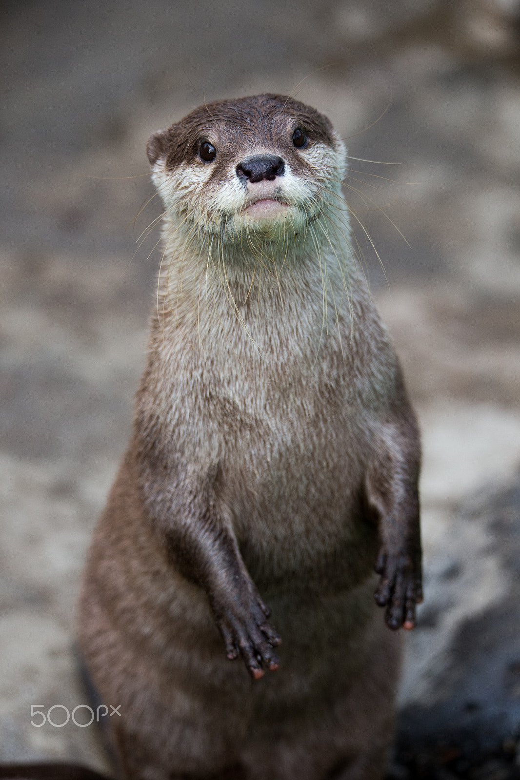 Sigma 150-600mm F5-6.3 DG OS HSM | C sample photo. Hello, i'm otter. photography