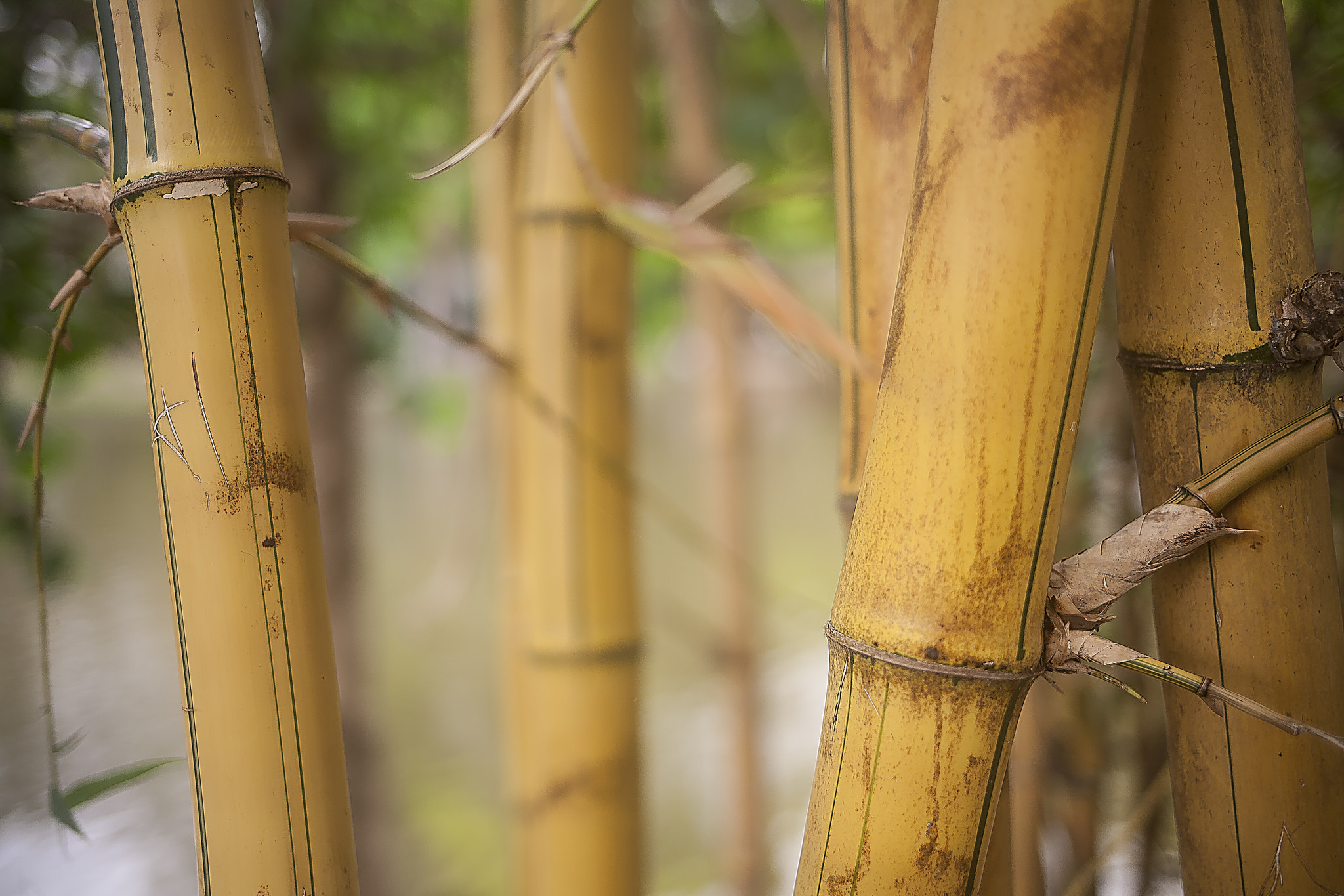 Canon EOS 5D + Canon EF 35mm F2 IS USM sample photo. Bamboo.. photography