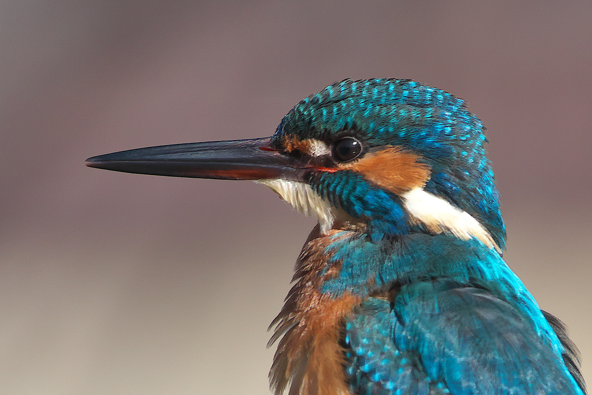 Canon EF 600mm F4L IS II USM sample photo. Tha face photography