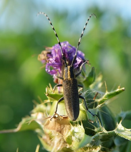 AF Zoom-Nikkor 28-105mm f/3.5-4.5D IF sample photo. Bug photography