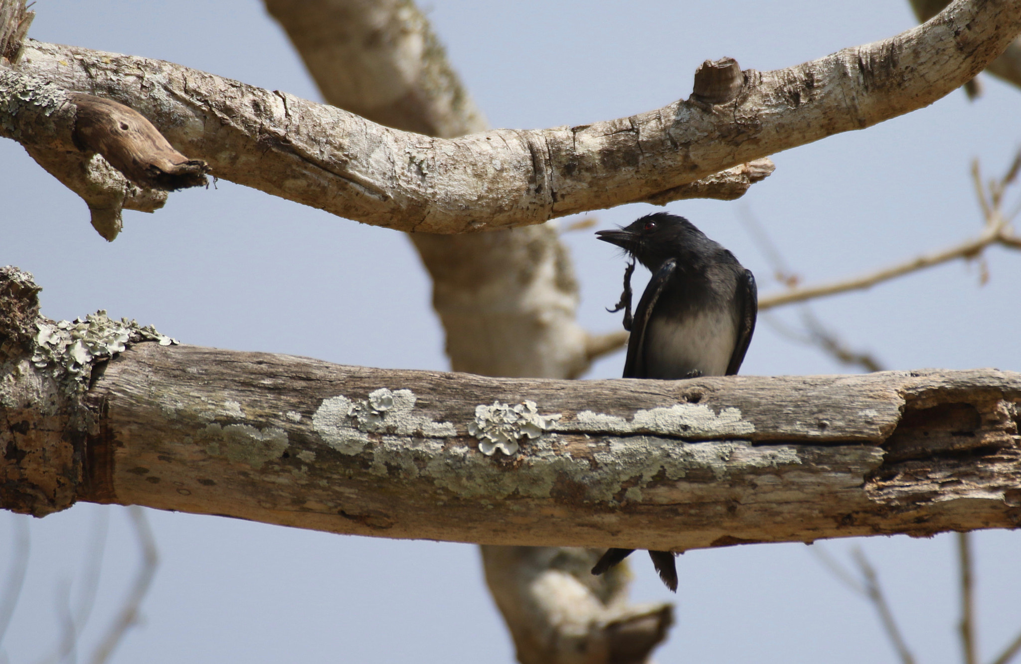 Canon EF 100-400mm F4.5-5.6L IS USM sample photo