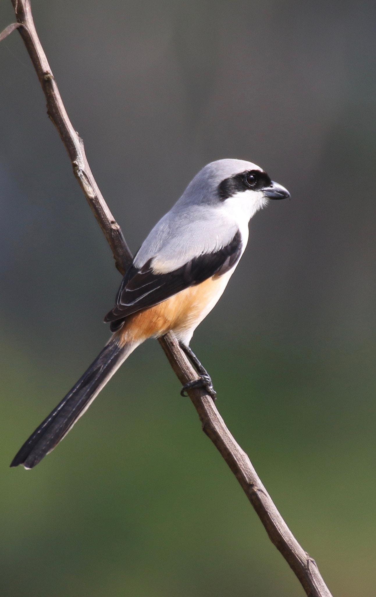 Canon EF 100-400mm F4.5-5.6L IS USM sample photo. The bay-backed shrike photography