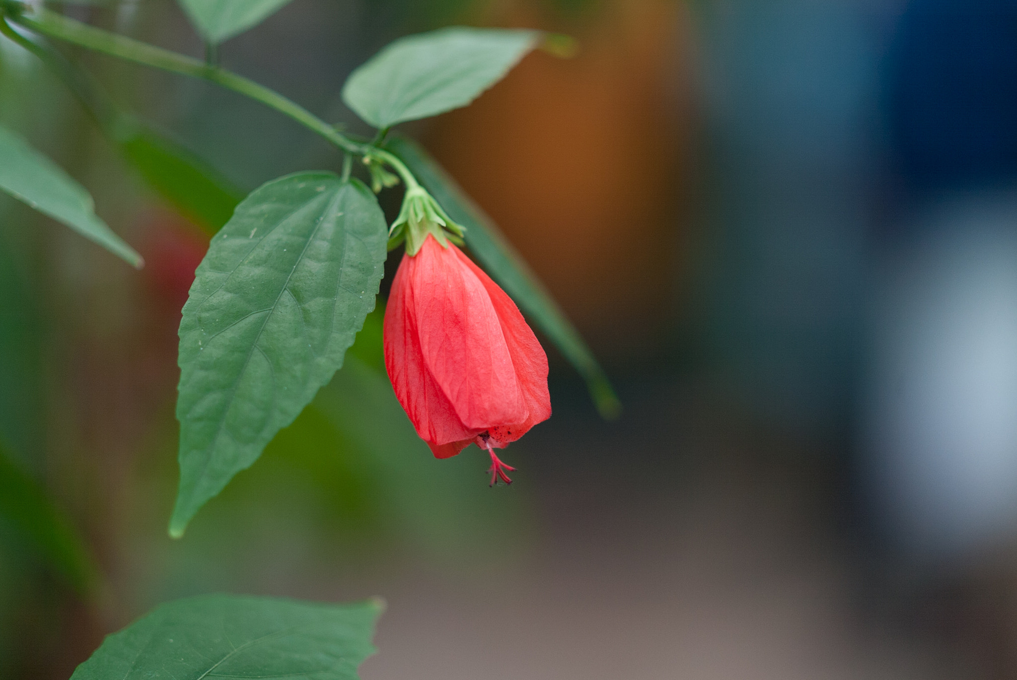 Canon EOS-1D + Zeiss Milvus 85mm f/1.4 sample photo