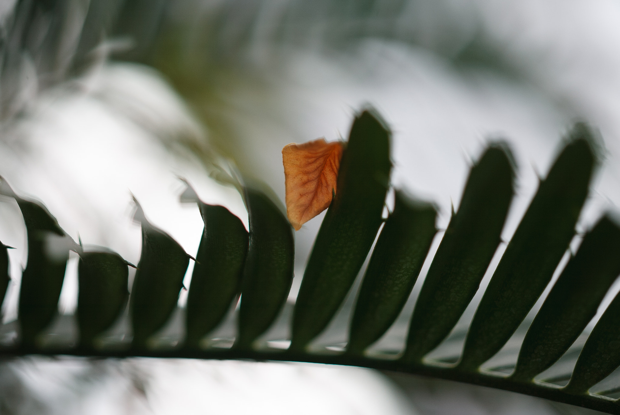 Canon EOS-1D + Zeiss Milvus 85mm f/1.4 sample photo