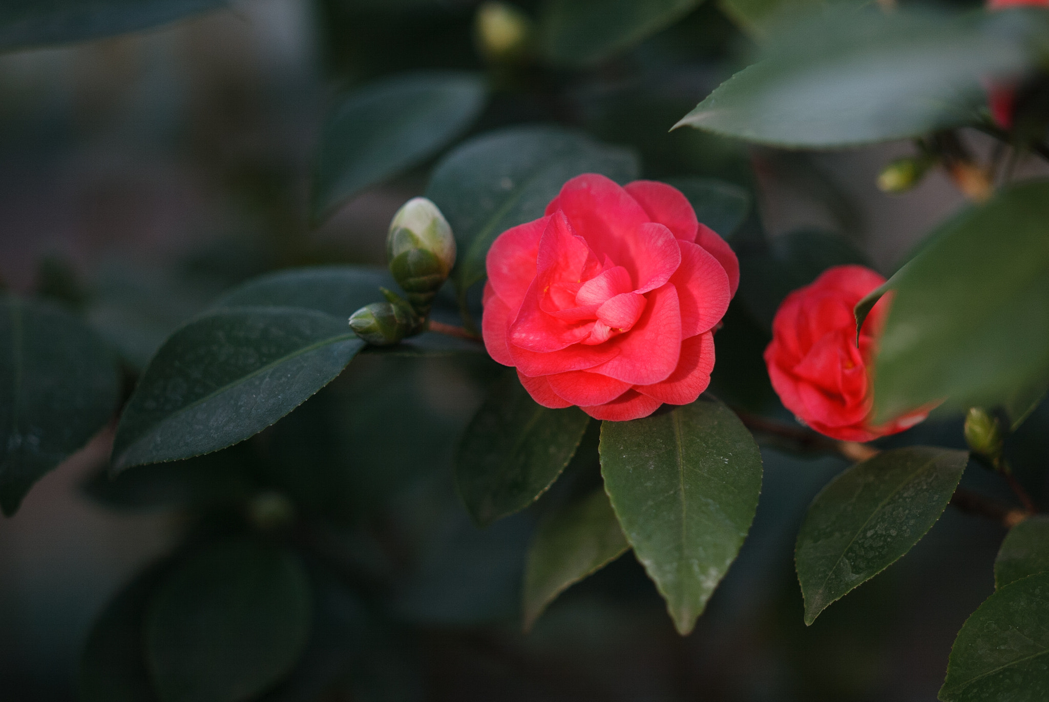 Canon EOS-1D sample photo