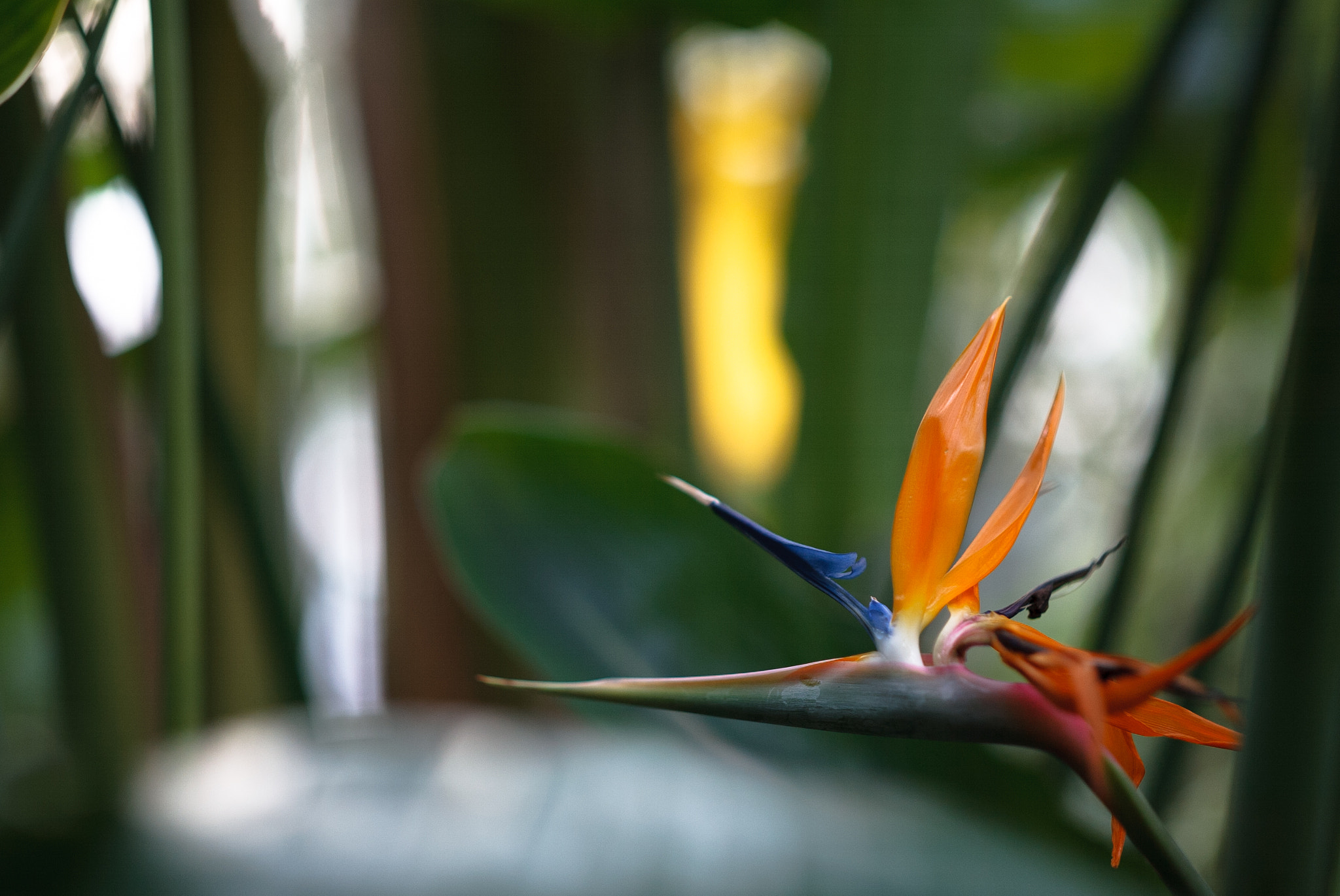 Canon EOS-1D sample photo