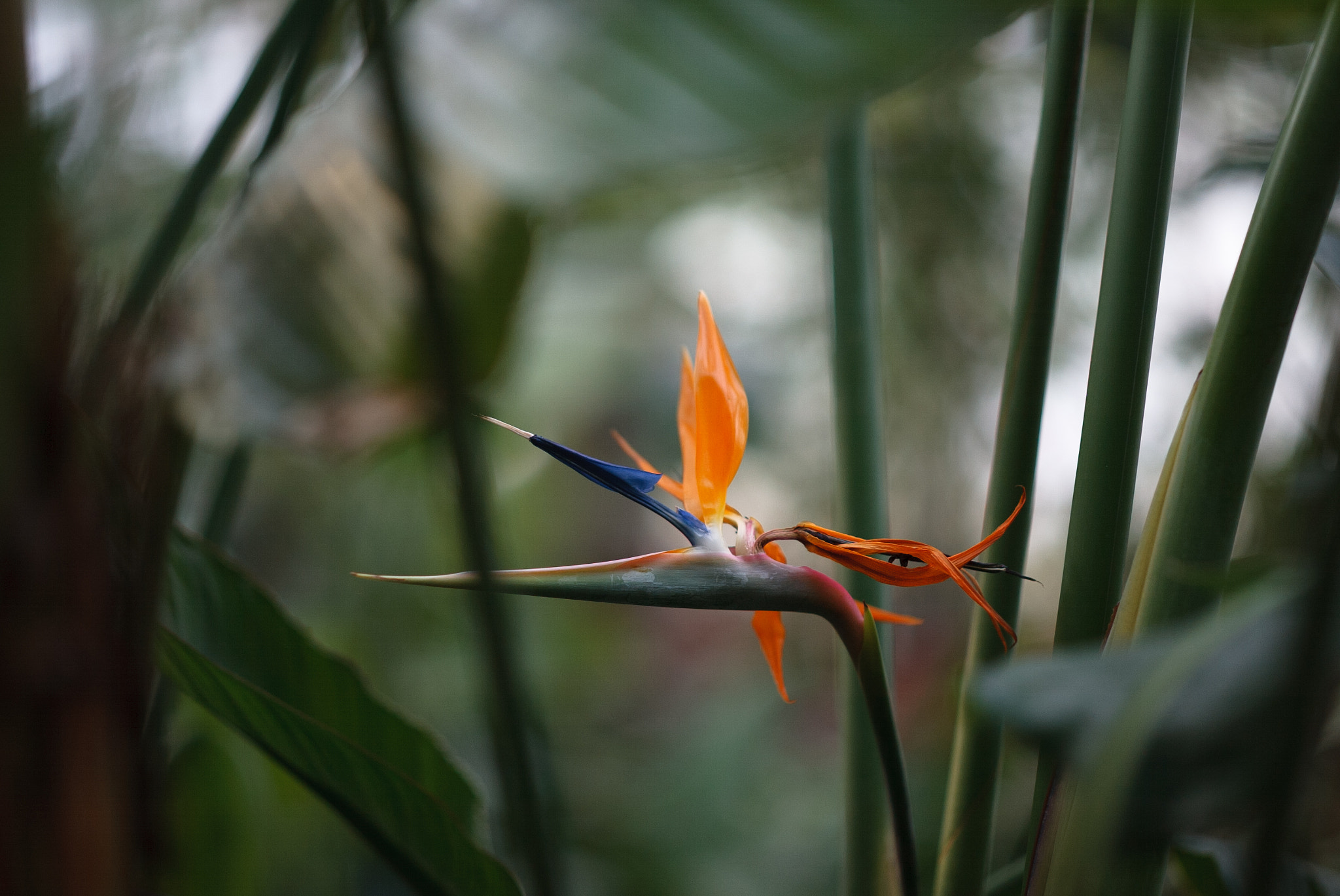 Canon EOS-1D + Zeiss Milvus 85mm f/1.4 sample photo