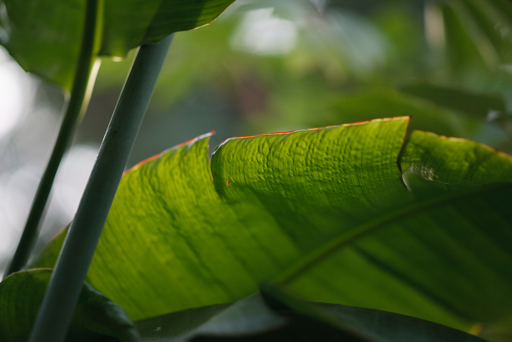 Canon EOS-1D sample photo